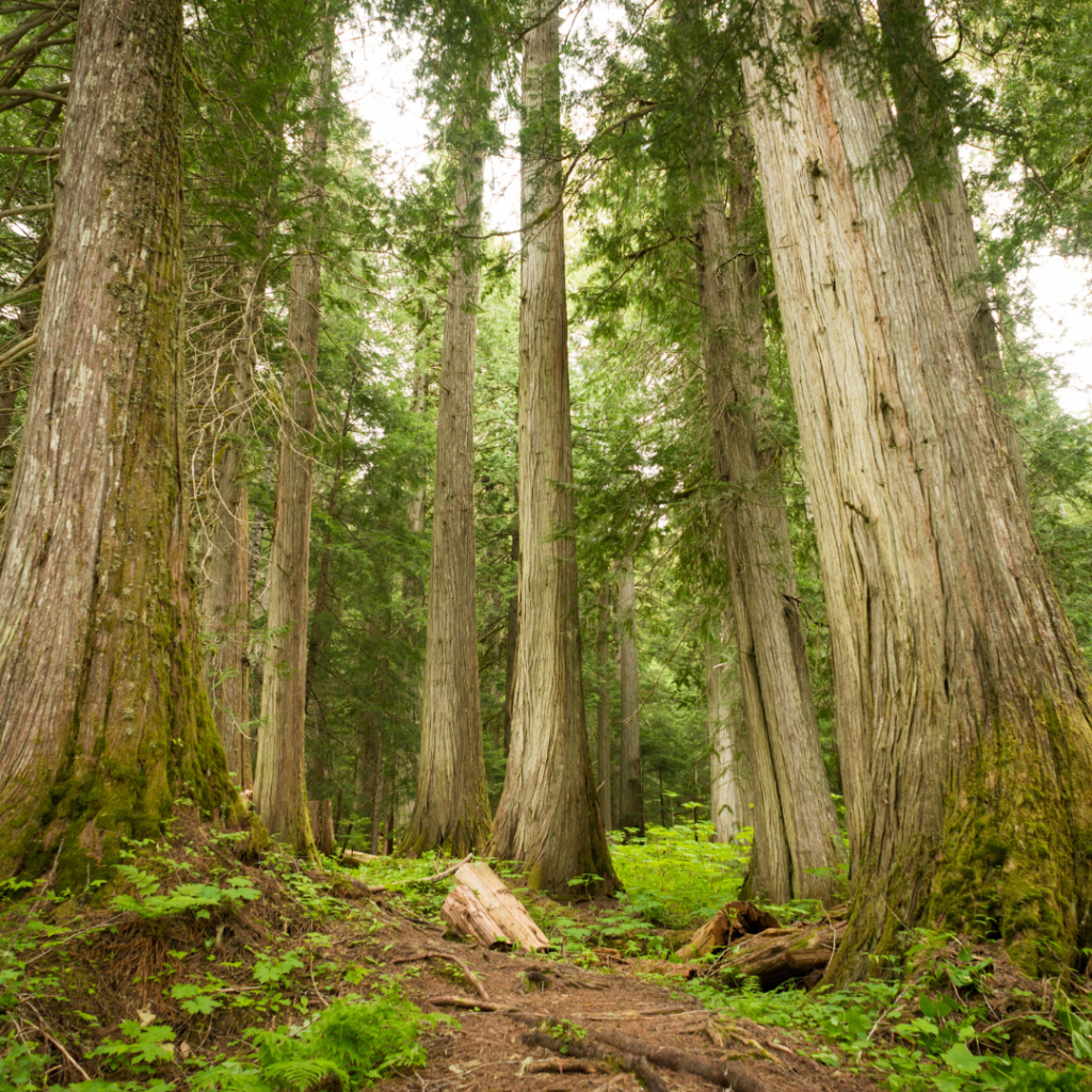 Whistler spring hiking